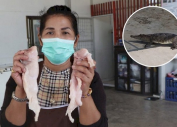 ปศุสัตว์พัทลุง-ยืนยัน-“โรคเพิร์ส”-ระบาดในสุกร-ขอเงินเยียวยาเกษตรกรแล้ว-–-ไทยรัฐ